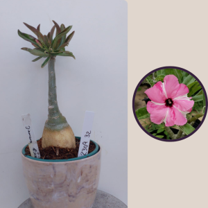 2309- 32 - Rosa do deserto Diamond Ring