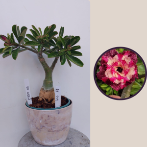 2309- 33 - Rosa do deserto KR 479