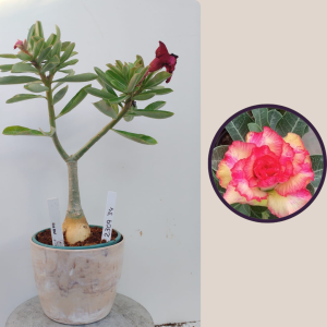 2309- 34 - Rosa do deserto neon