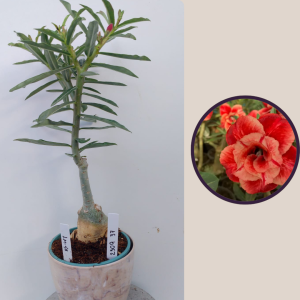 2309- 37 - Rosa do deserto LM 58