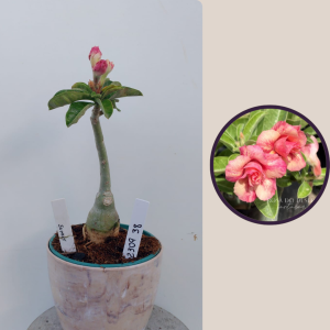 2309- 38 - Rosa do deserto Sunset