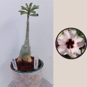 2309- 39 - Rosa do deserto Ciclope