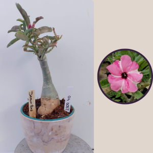 2309- 40 -  Rosa do deserto Diamond Ring