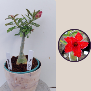 2309- 41 - Rosa do deserto Cherry