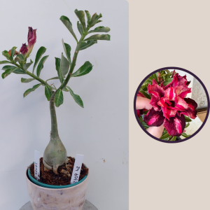 2309- 42 - Rosa do deserto Samba