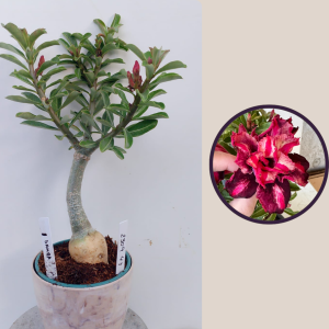 2309- 43 - Rosa do deserto samba