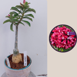 2309- 44 - Rosa do deserto Viuvinha