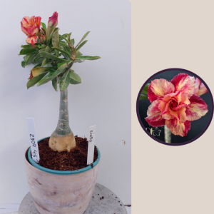 2309- 45 - Rosa do deserto linda