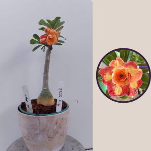 2309- 46 - Rosa do deserto Color Ful