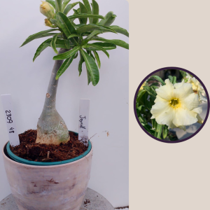 2309- 48 - Rosa do deserto Joyfull