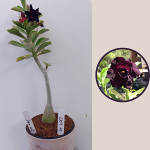 2309- 49 - Rosa do deserto Black Evil