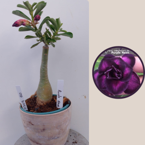 2309- 50 - Rosa do deserto Purple neon