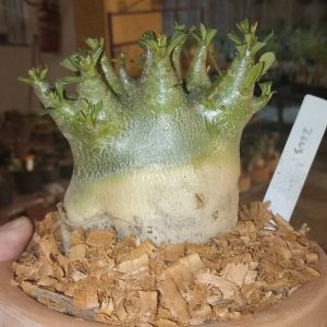 2609 Arabicum zeus live