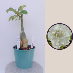 2409- 1 - Rosa do deserto white house