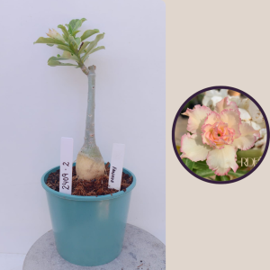 2409- 2 - Rosa do deserto Fanhua