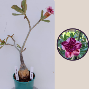 2409- 3 - Rosa do deserto Thiking Of you 2