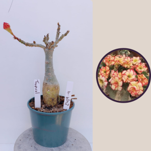 2409- 4 - Rosa do deserto Tropical