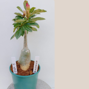 2409- 5 - Rosa do deserto iD Misterioso