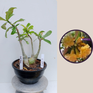 2409- 7 - Rosa do deserto Gold buquê