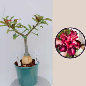 2409- 6 - Rosa do deserto Samba