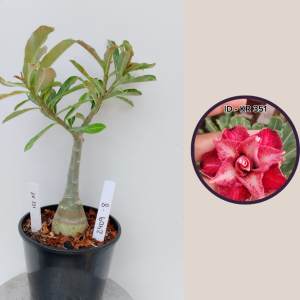 2409- 8 - Rosa do deserto Kr331