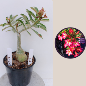 2409- 9 - Rosa do deserto Cristata pink