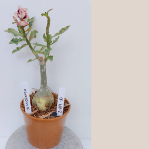 2409- 10 - Rosa do deserto iD Misterioso