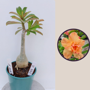 2409- 11 - Rosa do deserto Sol nascente