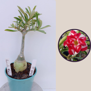 2409- 12 - Rosa do deserto Romantic feelings