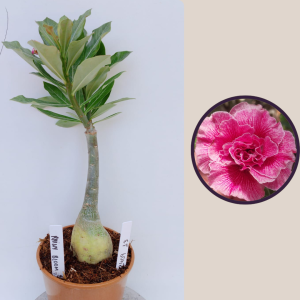 2409- 13 - Rosa do Rainy Bloom