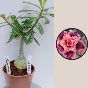 2409- 14 - Rosa do deserto supreme