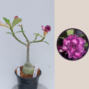 2409- 15 - Rosa do deserto TOC