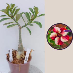 2409- 17 - Rosa do deserto xique-Xique