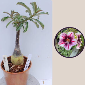 2409- 23 - Rosa do deserto Silka