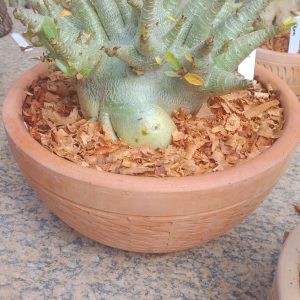 2609 Arabicum zeus matriz live