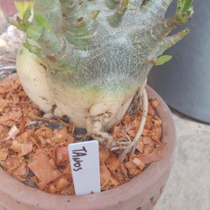 2609 1 Arabicum Thanos live