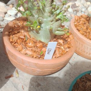 2609 Arabicum Low live