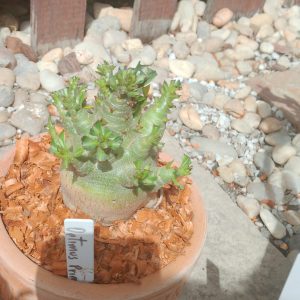 2609 Arabicum Optimus prime live