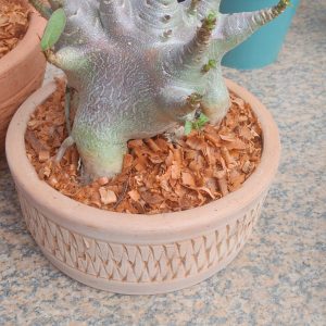 2609 Arabicum Bizão live