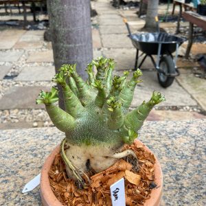 2609 2 Arabicum Thanos live