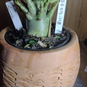 2609- 118- Hulk X Torpedo