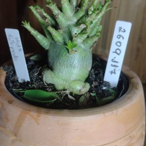 2609- 117 -Hulk X Torpedo