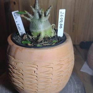 2609- 115- Onyx X Godji Dk