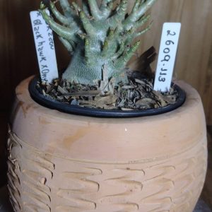 2609- 113-  Yakzaou × Black Hawk × Onix