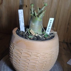 2609- 112- Godji Champ × Emerald Crown