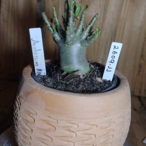 2609- 111- Arabicum RDF