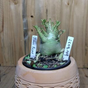 2609- 109-  Optimus Prime