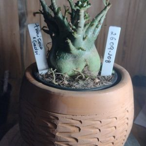 2609- 108- Thai Soco × Godji