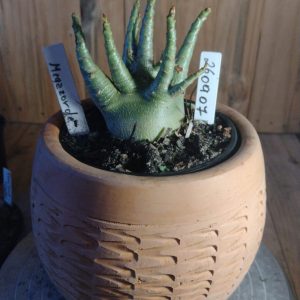 2609- 107 - Megazorde