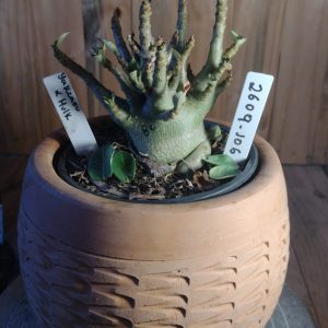 2609- 106-  Yakzaou x Hulk